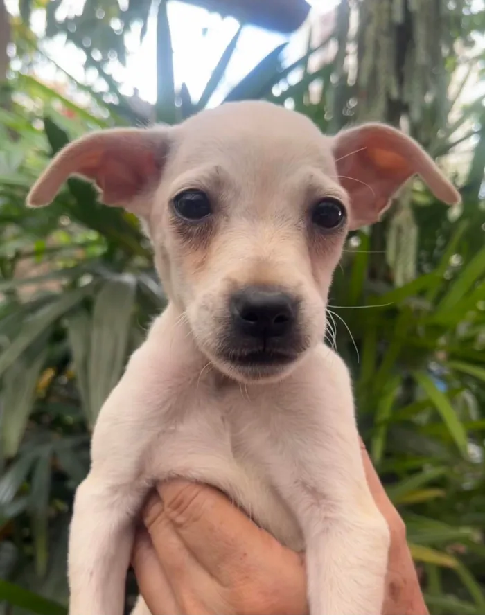 Cachorro ra a SRD-ViraLata idade 2 a 6 meses nome Blau