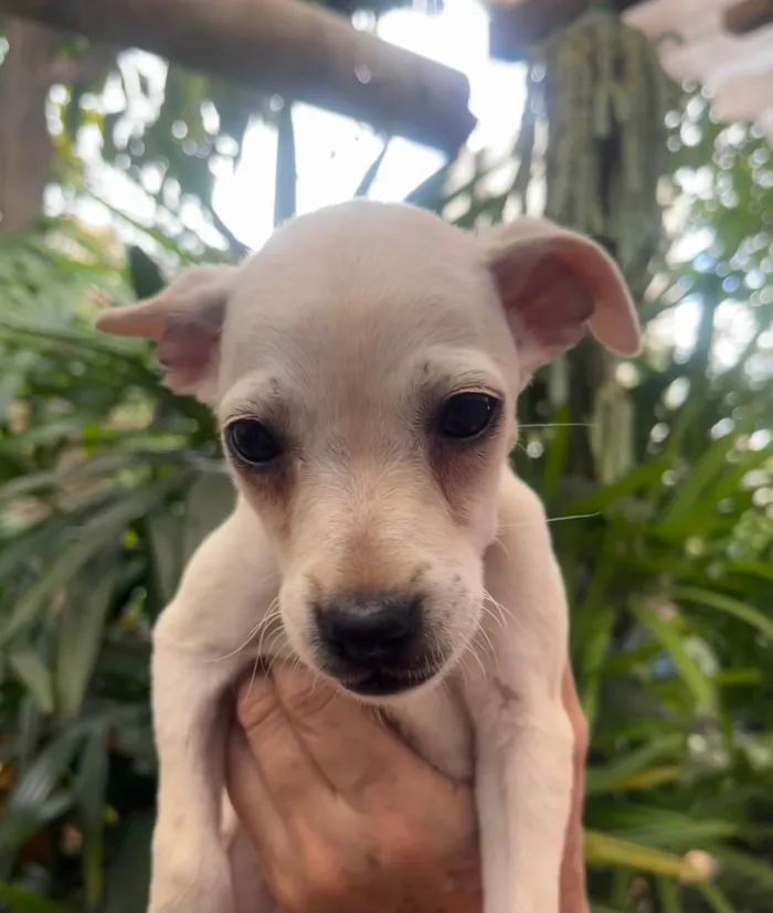 Cachorro ra a SRD-ViraLata idade 2 a 6 meses nome Blau
