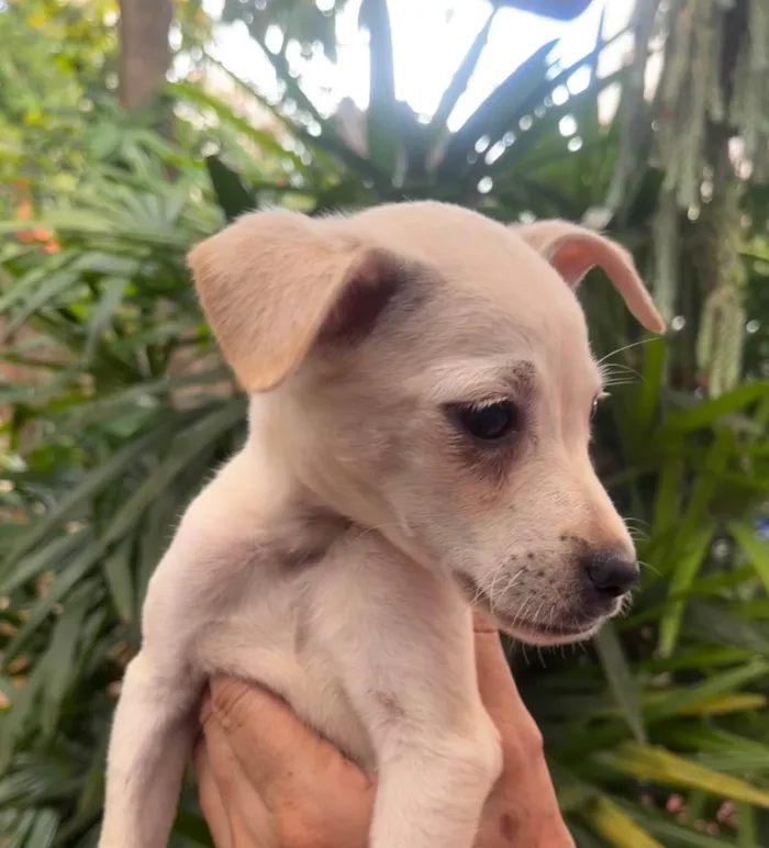 Cachorro ra a SRD-ViraLata idade 2 a 6 meses nome Blau