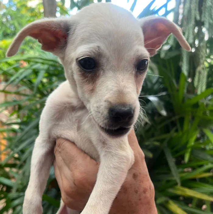 Cachorro ra a SRD-ViraLata idade 2 a 6 meses nome Blau