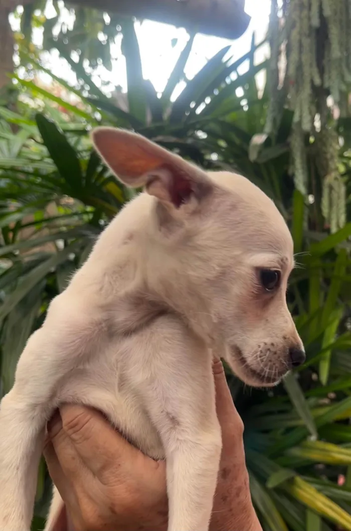 Cachorro ra a SRD-ViraLata idade 2 a 6 meses nome Blau