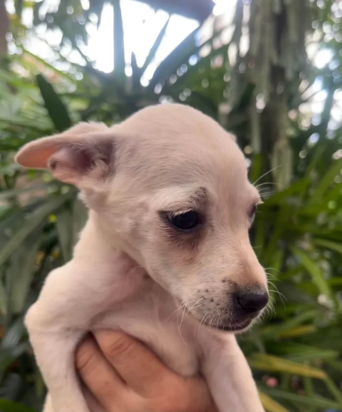 Cachorro ra a SRD-ViraLata idade 2 a 6 meses nome Blau