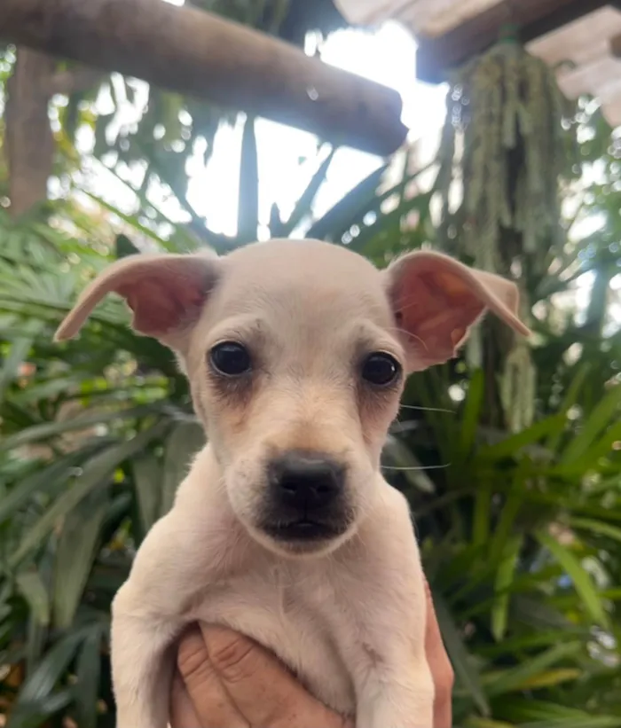 Cachorro ra a SRD-ViraLata idade 2 a 6 meses nome Blau