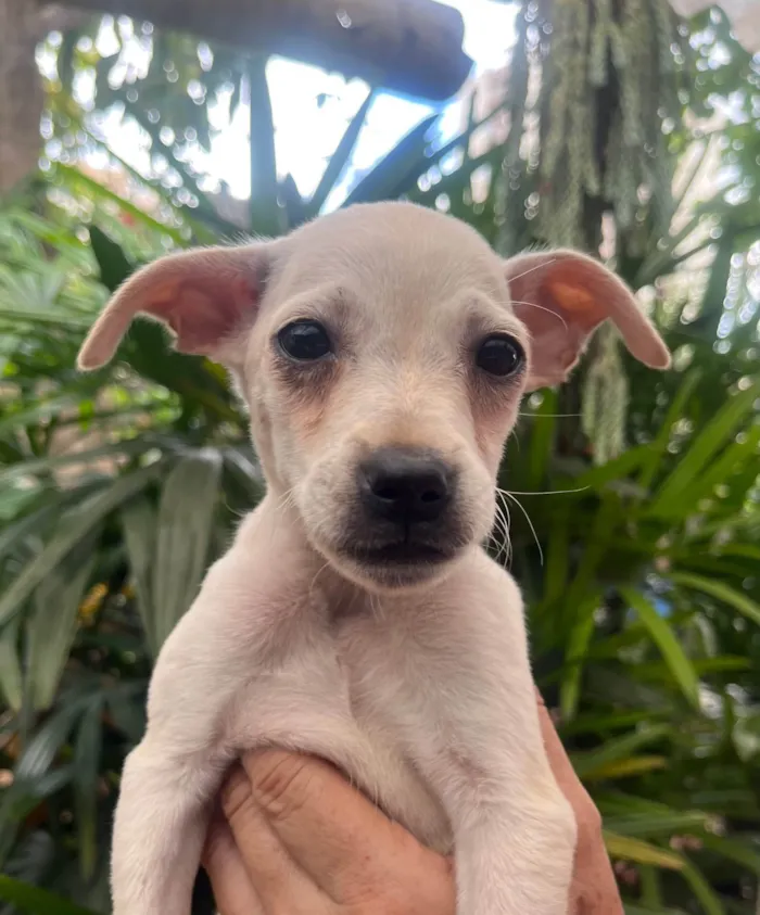 Cachorro ra a SRD-ViraLata idade 2 a 6 meses nome Blau