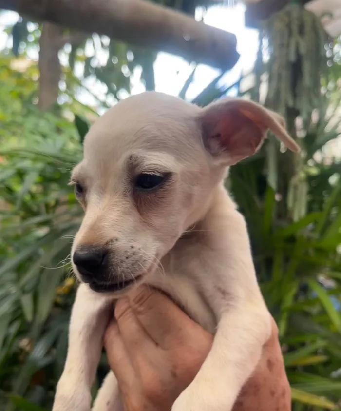 Cachorro ra a SRD-ViraLata idade 2 a 6 meses nome Blau
