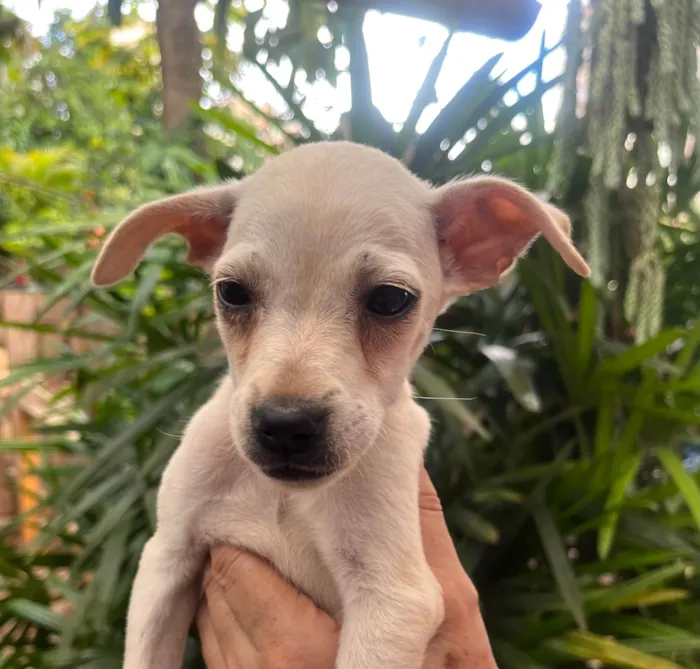 Cachorro ra a SRD-ViraLata idade 2 a 6 meses nome Blau