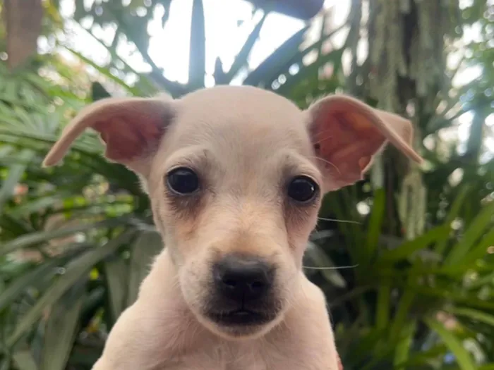 Cachorro ra a SRD-ViraLata idade 2 a 6 meses nome Blau