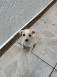 Babi