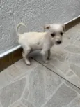 Babi