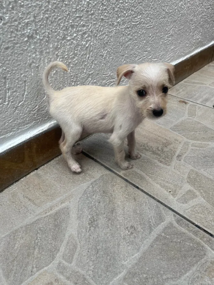 Cachorro ra a SRD-ViraLata idade 2 a 6 meses nome Babi