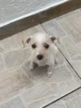 Babi