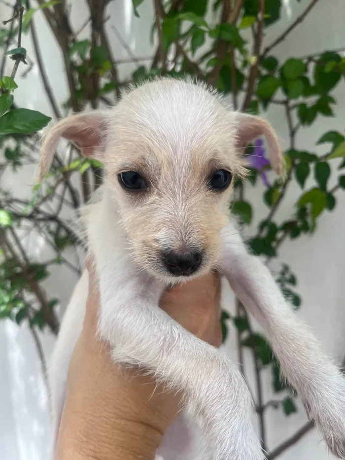 Cachorro ra a SRD-ViraLata idade 2 a 6 meses nome Babi