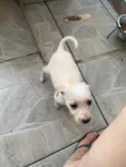 Babi