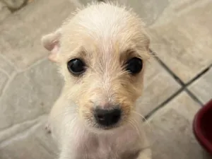 Cachorro raça SRD-ViraLata idade 2 a 6 meses nome Babi