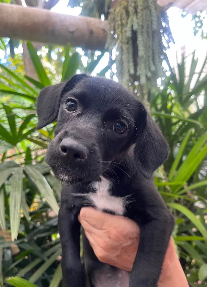 Cachorro ra a SRD-ViraLata idade 2 a 6 meses nome Black