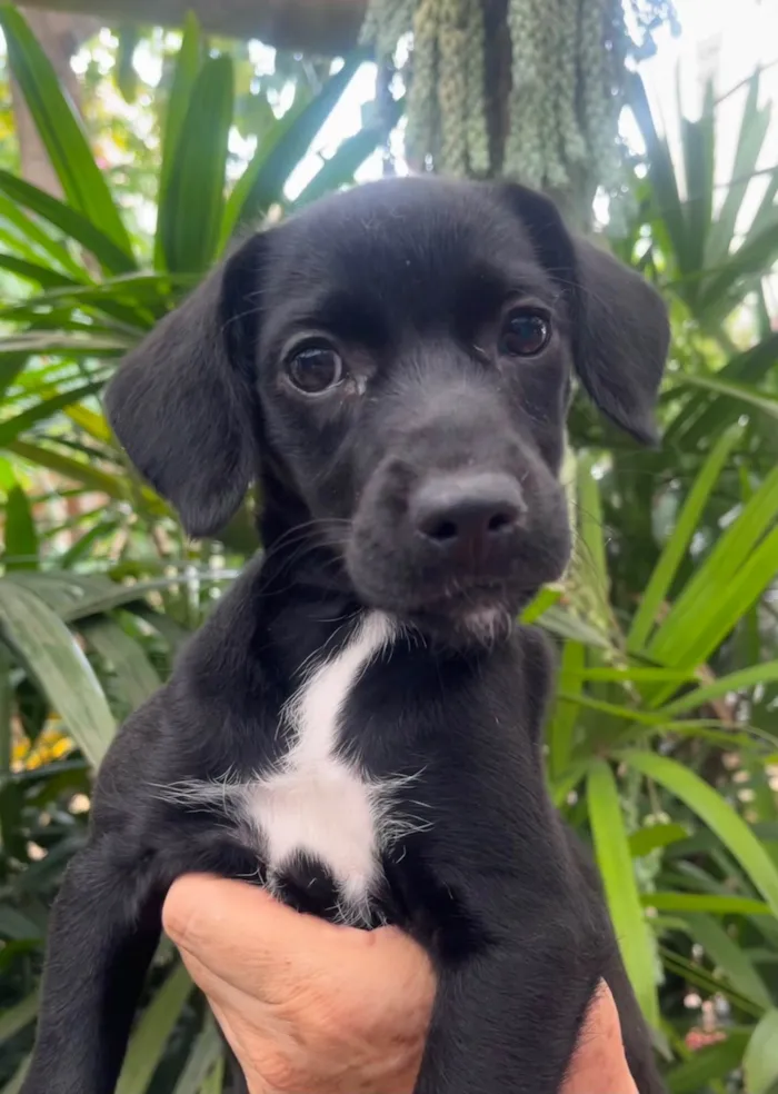 Cachorro ra a SRD-ViraLata idade 2 a 6 meses nome Black