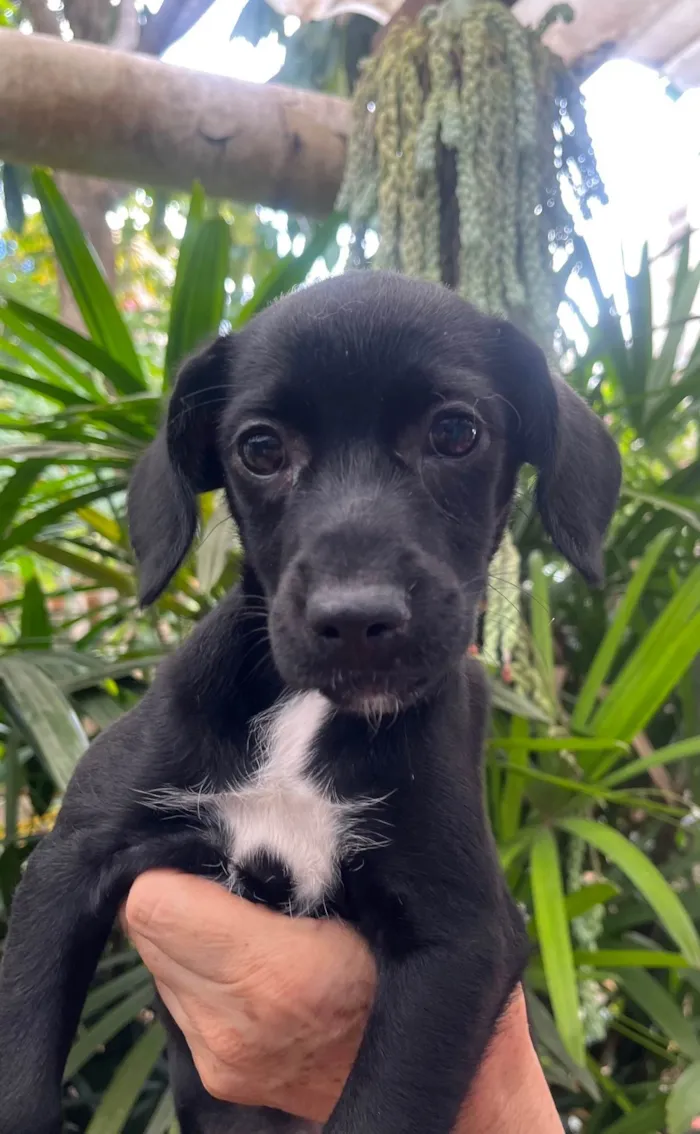 Cachorro ra a SRD-ViraLata idade 2 a 6 meses nome Black