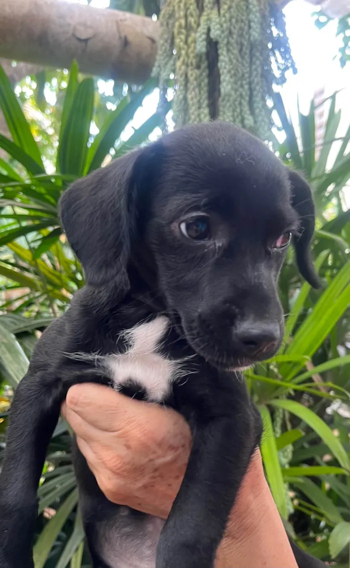 Cachorro ra a SRD-ViraLata idade 2 a 6 meses nome Black