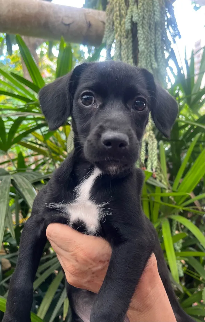 Cachorro ra a SRD-ViraLata idade 2 a 6 meses nome Black