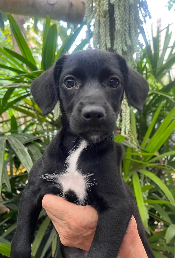 Cachorro ra a SRD-ViraLata idade 2 a 6 meses nome Black