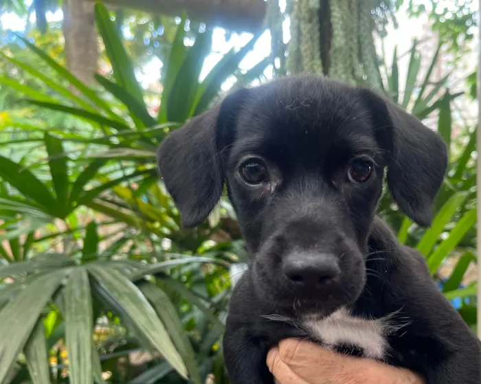 Cachorro ra a SRD-ViraLata idade 2 a 6 meses nome Black