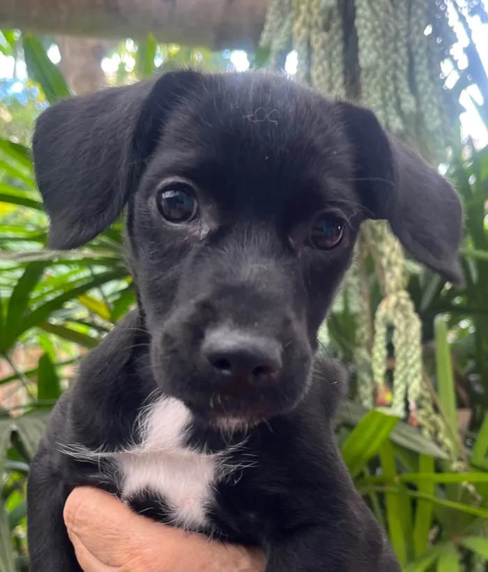 Cachorro ra a SRD-ViraLata idade 2 a 6 meses nome Black