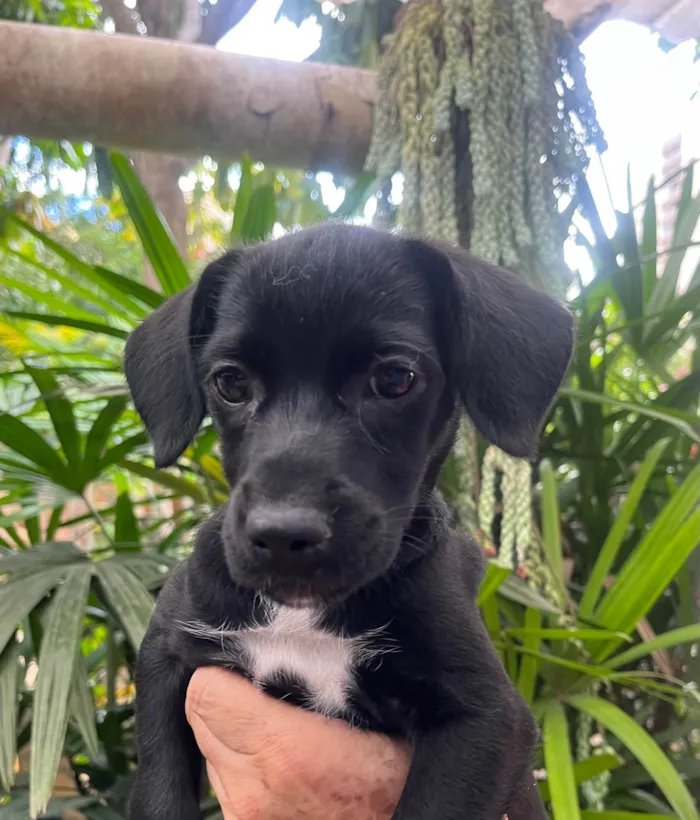 Cachorro ra a SRD-ViraLata idade 2 a 6 meses nome Black