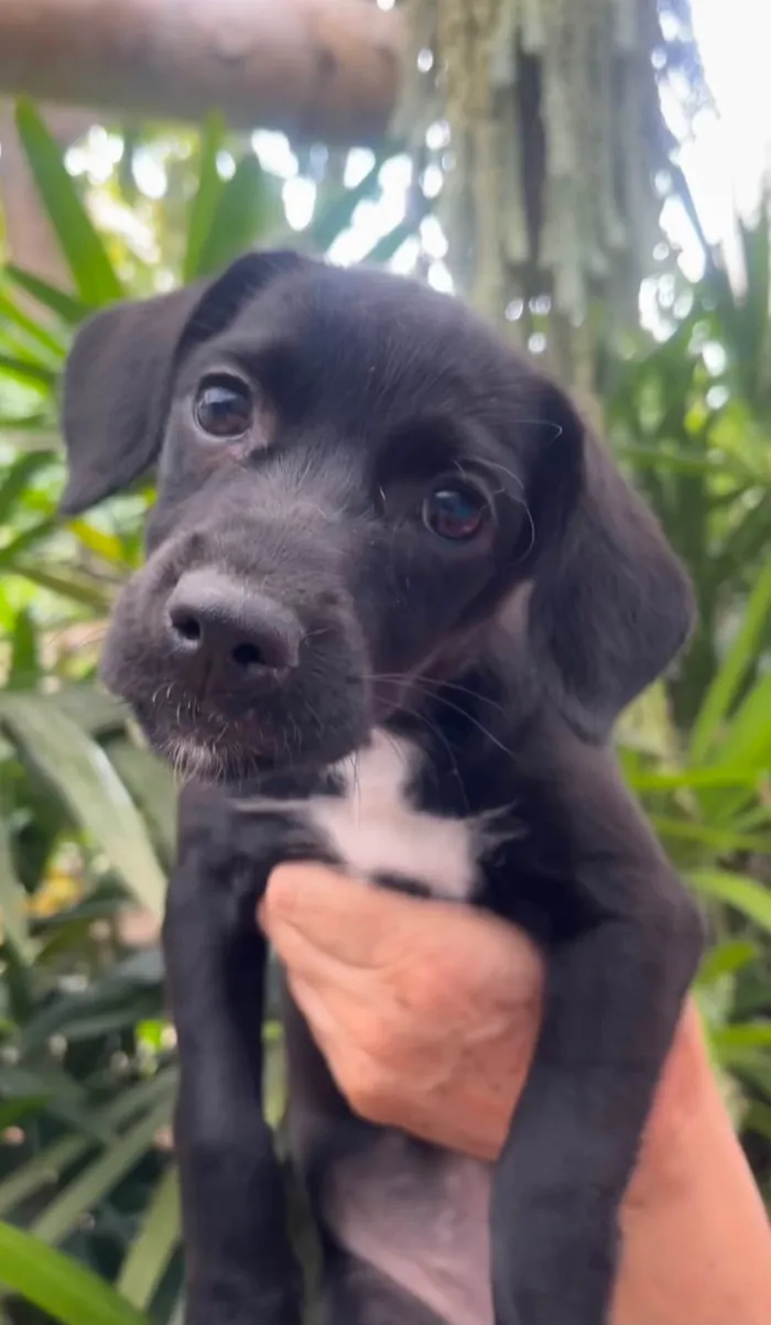 Cachorro ra a SRD-ViraLata idade 2 a 6 meses nome Black