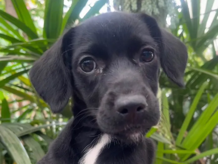 Cachorro ra a SRD-ViraLata idade 2 a 6 meses nome Black