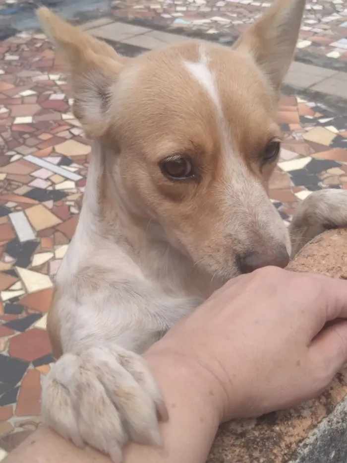 Cachorro ra a SRD-ViraLata idade 1 ano nome Jade