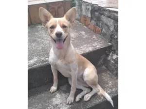 Cachorro raça SRD-ViraLata idade 1 ano nome Jade