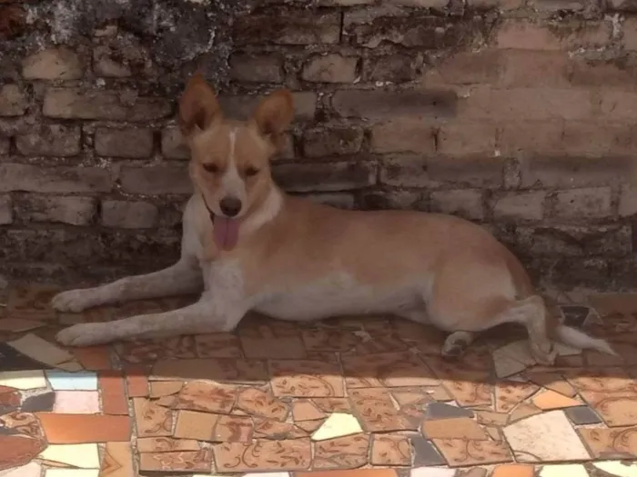 Cachorro ra a SRD-ViraLata idade 1 ano nome Jade