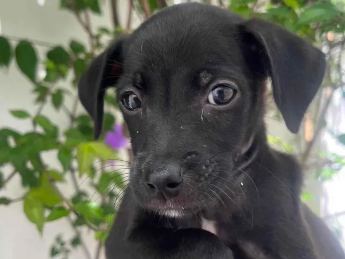 Cachorro ra a SRD-ViraLata idade 2 a 6 meses nome Boo