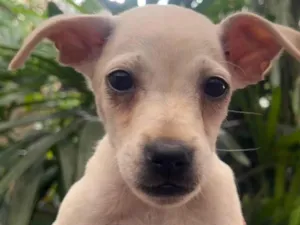 Cachorro raça SRD-ViraLata idade 2 a 6 meses nome Blau