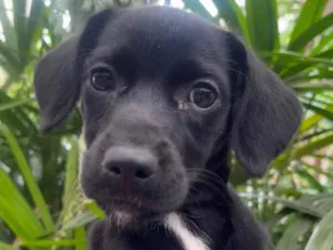 Cachorro raça SRD-ViraLata idade 2 a 6 meses nome Black