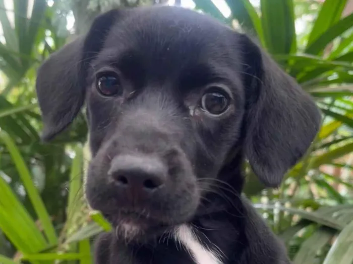 Cachorro ra a SRD-ViraLata idade 2 a 6 meses nome Black