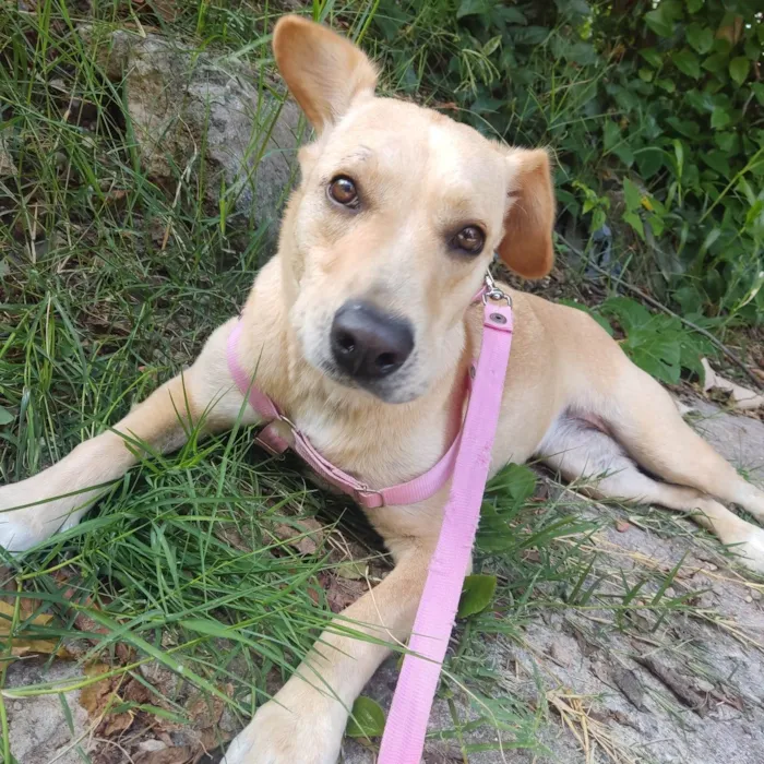Cachorro ra a SRD-ViraLata idade 1 ano nome Luna