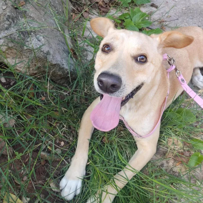 Cachorro ra a SRD-ViraLata idade 1 ano nome Luna