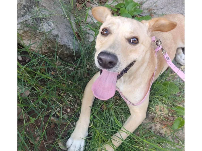 Cachorro ra a SRD-ViraLata idade 1 ano nome Luna