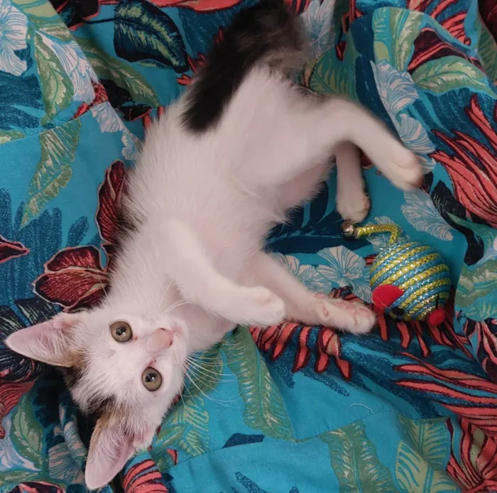 Gato ra a SRD-ViraLata idade 2 a 6 meses nome Nãni Carinhosa
