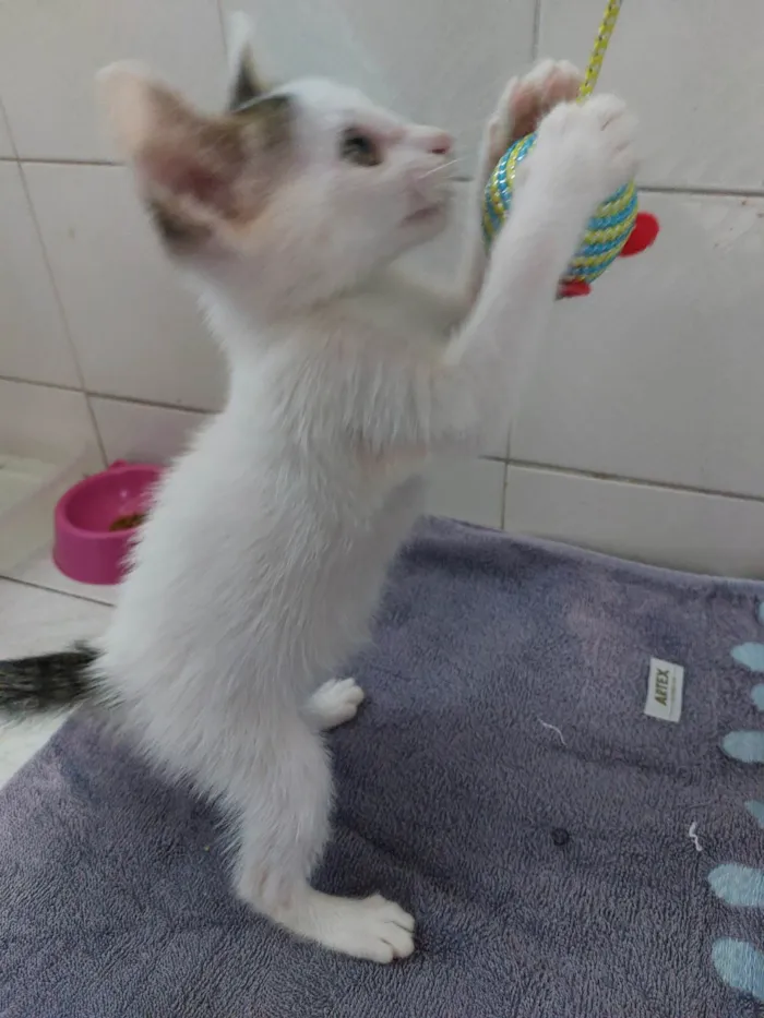 Gato ra a SRD-ViraLata idade 2 a 6 meses nome Nãni Carinhosa