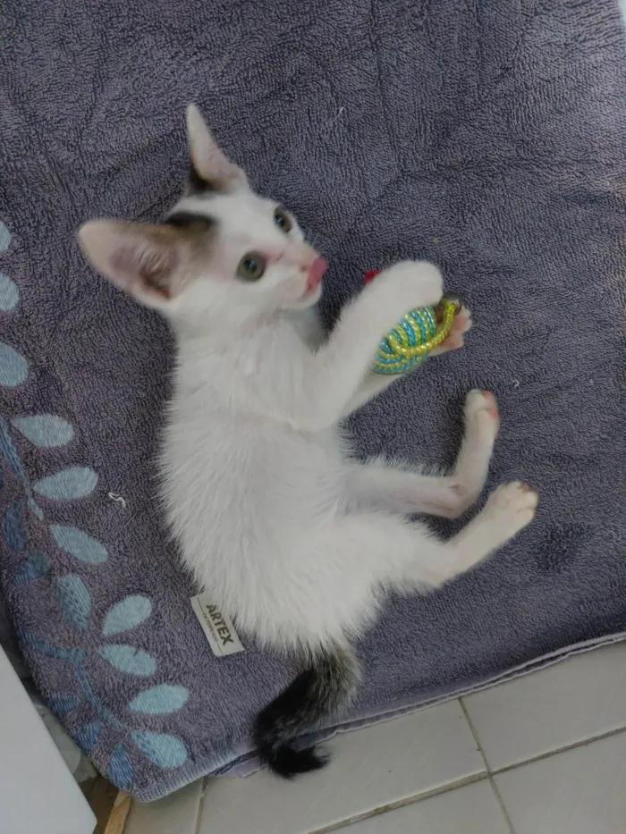 Gato ra a SRD-ViraLata idade 2 a 6 meses nome Nãni Carinhosa
