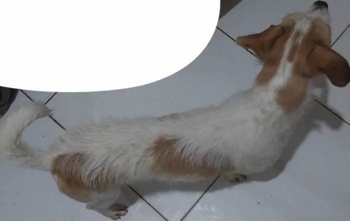 Cachorro ra a SRD-ViraLata idade 1 ano nome Beca