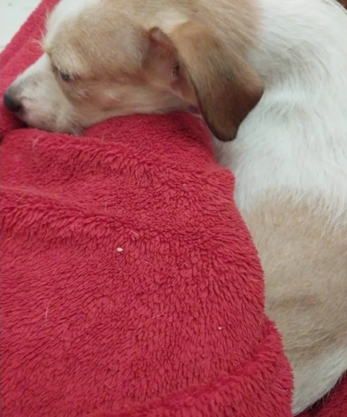 Cachorro ra a SRD-ViraLata idade 1 ano nome Beca