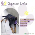 Gigante Emílio