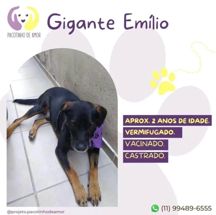 Cachorro ra a SRD-ViraLata idade 2 a 6 meses nome Albert