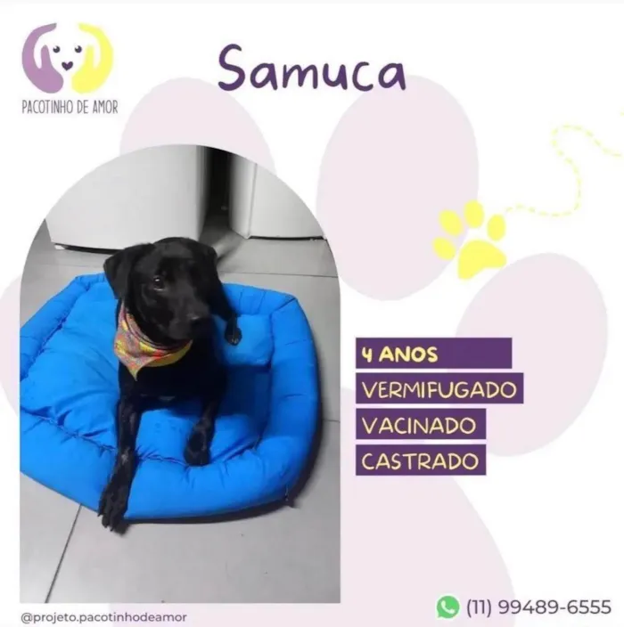 Cachorro ra a SRD-ViraLata idade 4 anos nome Samuca
