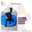 Samuca