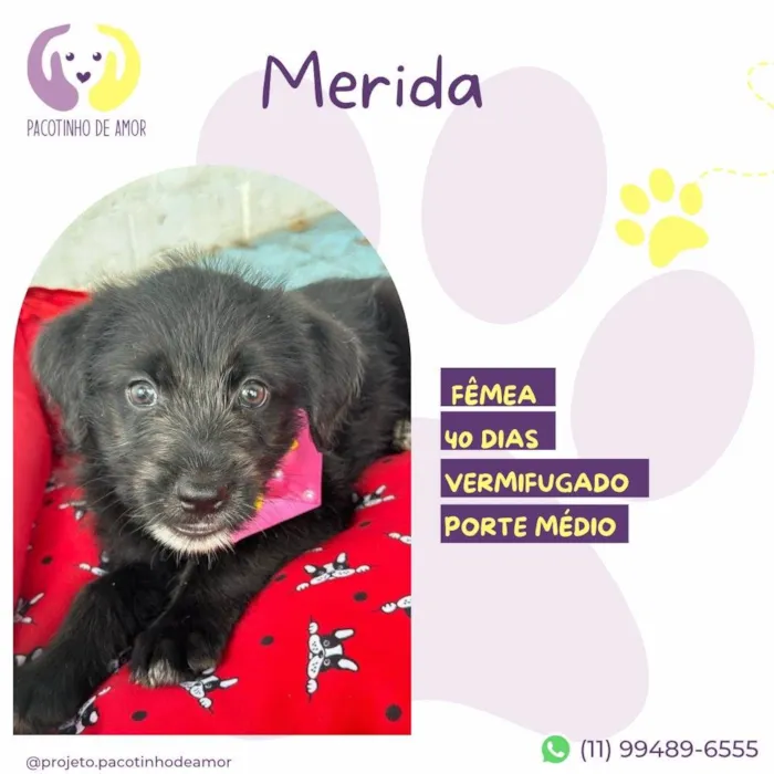 Cachorro ra a SRD-ViraLata idade 2 a 6 meses nome Merida