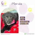 Merida
